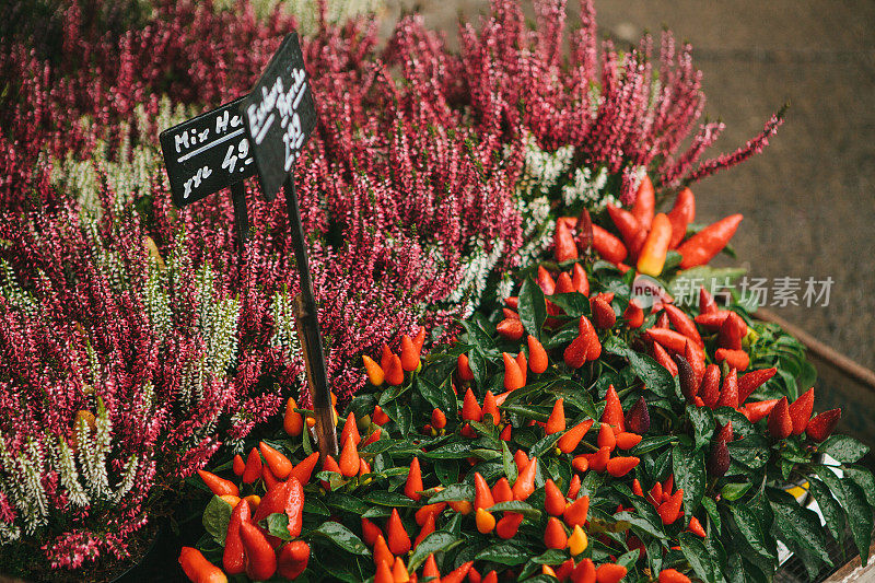 在德国城市卖花的小企业。美丽的粉红色和紫色的花，knospenheide, calluna vulgaris和辣椒也被称为装饰辣椒的木箱在街头商店。